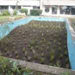 plants dans piscine