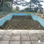 piscine aménagée pour plantations
